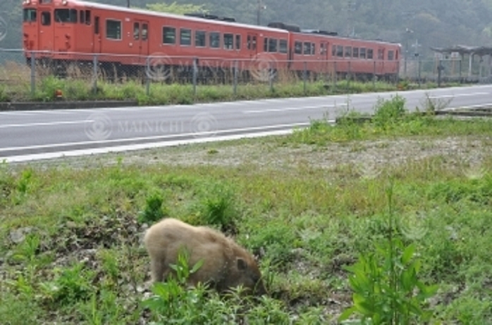 Wild boar silently eating grass roots in the field. A wild boar silently eats grass roots in a field, in front of JR Onsenzu Station in Ota City, April 10, 2016, 3:15 p.m. Photo by Toku Sekiya