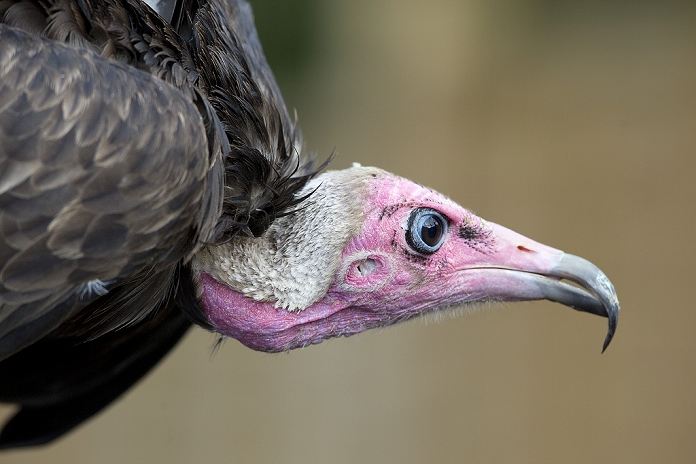 Closeup of hooded vulture.