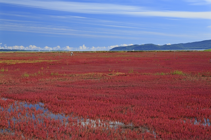 Coral reef grass at Lake Notori, Hokkaido