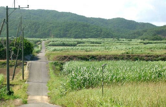 Serialization: Kyushu: The Illusion of  One  Part 3: From the  Island of Backbones  2: Sugarcane Fields  Sugarcane fields are still one of the main crops. It was once the target of harsh deprivation by the Satsuma clan  Kasari Town, Amami City, Kagoshima Prefecture .