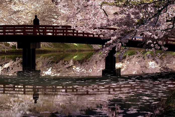 Hirosaki Park Cherry Blossom Festival The flower rafts are now in full bloom. A man looks at cherry blossoms from a bridge at Hirosaki Park in Hirosaki, Aomori Prefecture, Japan, April 26, 2016. Hirosaki Park, with over 2600 cherry trees, is one of Japan s most popular destination for cherry viewing.  Photo by Yuriko Nakao AFLO 