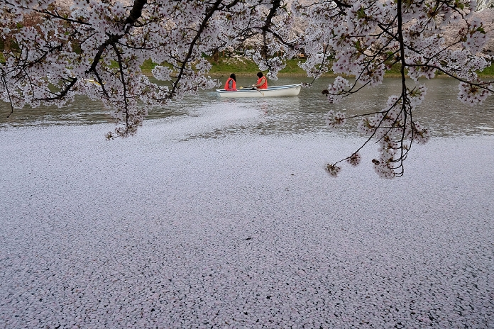 Hirosaki Park Cherry Blossom Festival The flower rafts are now in full bloom. A couple ride a boat through cherry blossom petals on a moat at Hirosaki Park in Hirosaki, Aomori Prefecture, Japan, April 27, 2016. Hirosaki Park, with over 2600 cherry trees, is one of Japan s most popular destination for cherry viewing.  Photo by Yuriko Nakao AFLO 