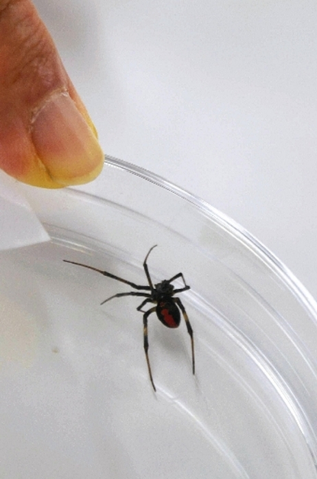 redback spider  Latrodectus hasselti  A red bellied spider found in an apartment building in Tamura cho, Atsugi City  at Atsugi City Hall  10 16 2014