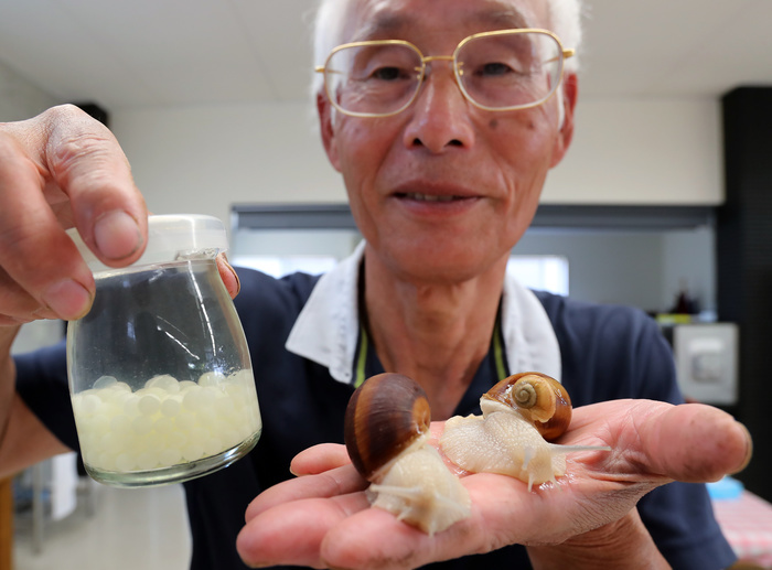 Escargot Farm  in Mie Prefecture Succeeded in cultivation for the first time in the world May 23, 2016, Matsusaka, Japan   Toshihide Takase, a Japanese iron factory owner, shows Burgandy snails and eggs, which is designated as an endangered species in France at his cultivation fam  Escargot farm  in Matsusaka in Mie prefecture, central Japan on Monday, May 23, 2016. Takase suceeded to breed highest quality Escargot de Burgogne  Helix Pomatia kind  in 1995 and now cultivating 200,000  rare snails and serving plates of homemade  Escargot a la Bourguignonne   snails in garlic butter  to visitors at his farm.     Photo by Yoshio Tsunoda AFLO  LWX  ytd 