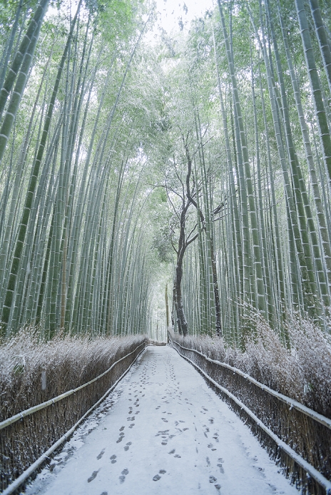 Kyoto Sagano Bamboo forest