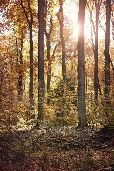 Germany, Duesseldorf, Benrath forest, Trees and sunshine in autumn