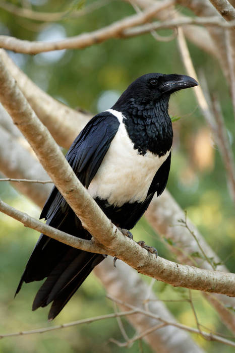 Schildrabe Pied Crow, Corvus albus, Berenty Game Reserve, Madagascar, adult on tree