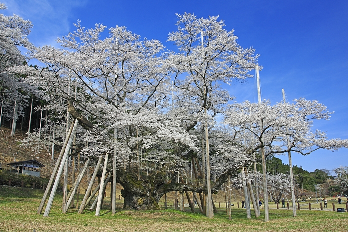Neodani Awaboku-zakura (Gifu Prefecture)