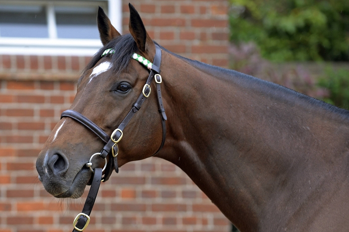 Sire Frankel Currently being cared for at Banstead Manor Stud Frankel, MAY 1, 2014   Horse Racing : A Portrait of English Stallion Frankel at Banstead Manor Stud in Newmarket, Suffolk, Suffolk, England.  Photo by AFLO 