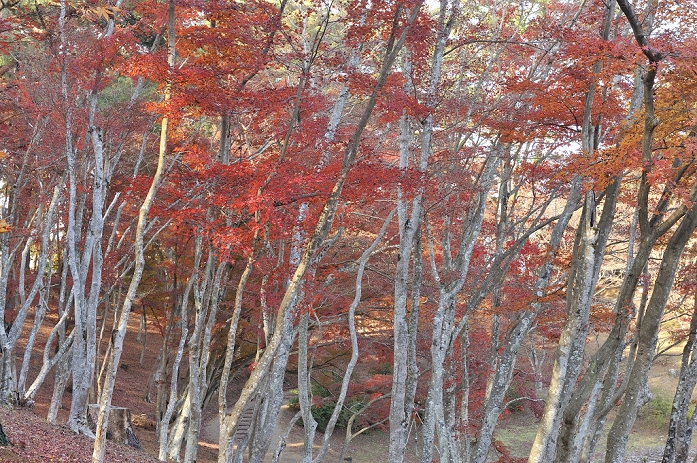 Shuzenji Nature Park, Shizuoka Prefecture
