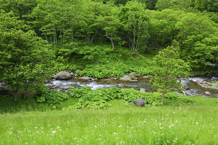 Hokkaido Shiretoko, fresh green Iwaobetsu River