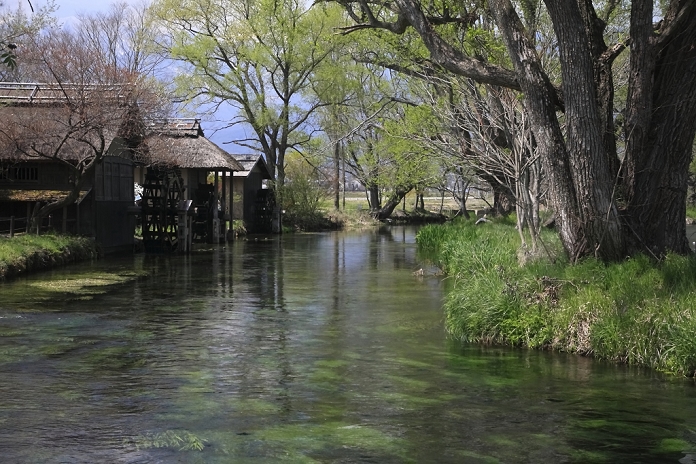 Mansui River flowing through Daio Wasabi Farm in fresh green, Nagano Prefecture
