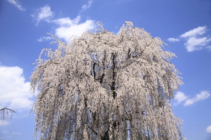 Shidare-zakura (weeping cherry) at Tatai Kannondo in full bloom, Nagano Prefecture