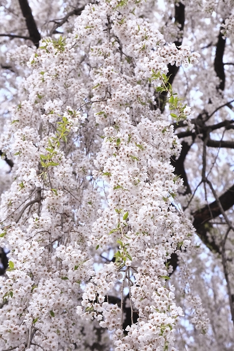 Shidare-zakura (weeping cherry) at Tatai Kannondo in full bloom, Nagano Prefecture