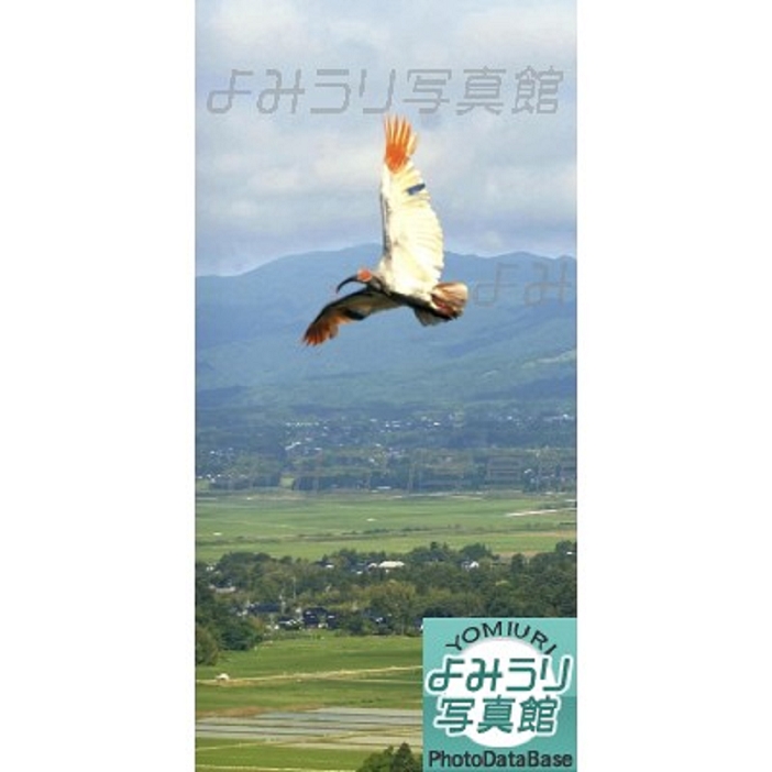 On its 14th release, the crested ibis flies away from its cage and flies over a rice paddy in Sado City, Niigata Prefecture. On June 10, the 14th release of the Japanese crested ibis, a national special natural treasure, into the wild took place at the Sado Ibis Conservation Center on Sado Island in Sado City, Niigata Prefecture. The 18 birds  16 males and 2 females , ranging in age from 1 to 4 years, were released at 6:00 a.m. When the cage door was opened, they spread their wings, which were colored to mark their presence, and took off. The evening edition of the same day,  18 crested ibis take to the sky  appeared in the evening edition of the same day.