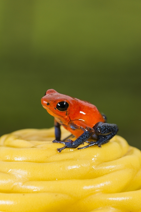 Strawberry poison-dart frog (Oophaga pumilio), Costa Rica