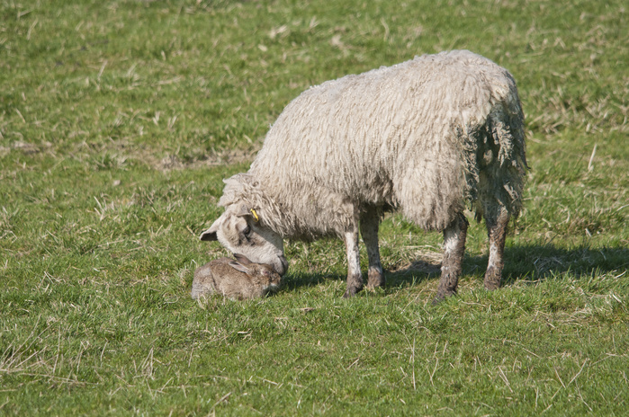 United Kingdom Ana rabbit infected with sheep and rabbit mucus species Scientific name: Oryctolagus cuniculus Domestic Sheep, ewe, investigating European Rabbit  Oryctolagus cuniculus  infected with Myxomatosis, Whitewell, Lancashire, England, april