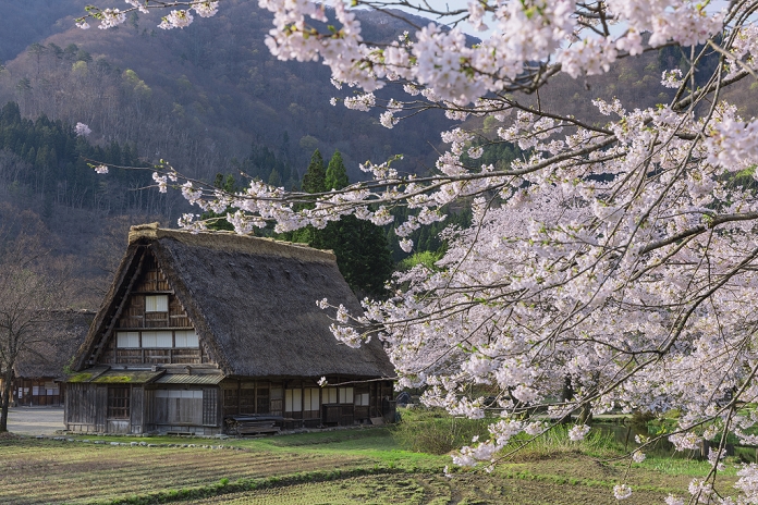 Shirakawa-go, Gifu Prefecture, Cherry blossoms