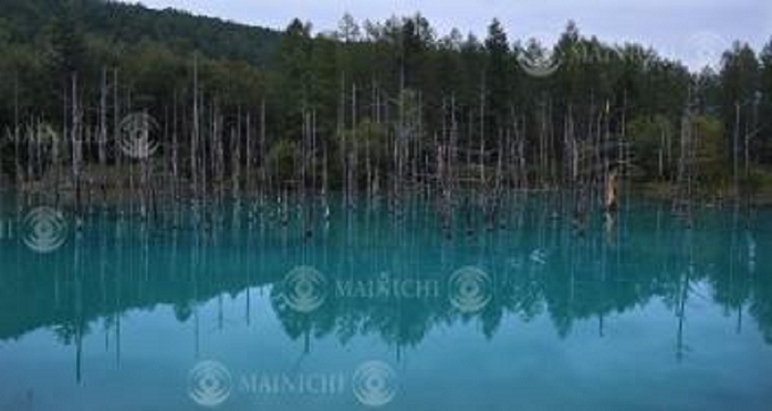 Blue Pond  muddied by typhoon Blue returns, restrictions lifted The  Blue Pond  has recovered from the disaster and returned to its original beautiful emerald blue color in Biei cho, Hokkaido, Japan, September 1, 2016. Photo by Koichiro Tezuka, 5:29 p.m., September 4, 2016