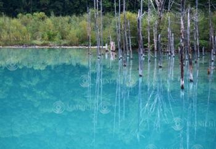 Blue Pond, muddy after typhoon Blue color returns, restrictions lifted The Aoi Pond, which has recovered from the disaster and returned to its original beautiful emerald blue color, is photographed in Biei cho, Hokkaido, Japan, at 5:25 p.m. on September 14, 2016.