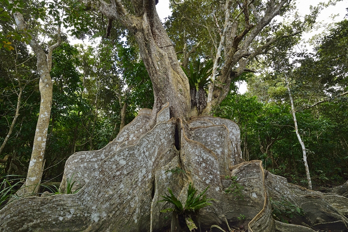 Saxifraga japonica, Iriomote Island, Okinawa Prefecture