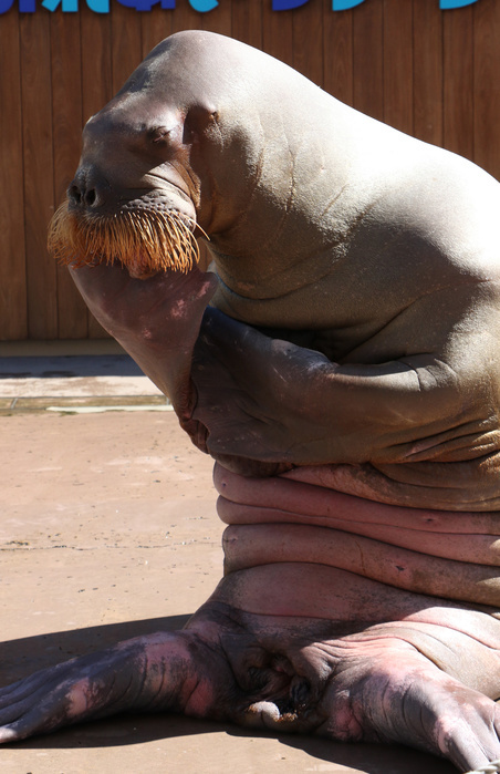 Autumn Event at Hakkeijima Walruses Pose in Famous Paintings October 15, 2016, Yokohama, Japan   A female walrus Pico poses as a sculpture of  Le Penseur   The Thinker  by Auguste Rodin during her performance show at the Yokohama Hakkeijima Sea Paradise aquarium in Yokohama, suburban Tokyo on Saturday, October 15, 2016. Visitors enjoy her artistic performance which will be carried trough November 6.    Photo by Yoshio Tsunoda AFLO  LWX  ytd 