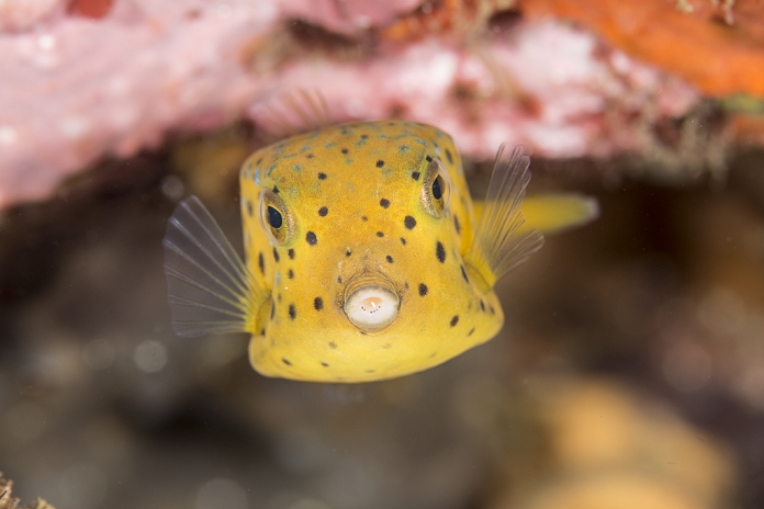 juvenile boxfish (Ostracion immaculatus)