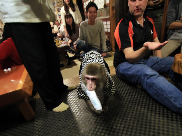 Japanese Monkeys Provide Hospitality Izakaya in Utsunomiya is the talk of the town October 22, 2016, Utsunomiya, Japan   A Japanese macaque Fuku  meaning happiness  gives a table napkin to a guest at an izakaya, Japanese pub  Kayabuki  in Utsunomiya, 100km north of Tokyo on Saturday, October 22, 2016. The pub master Kaoru Otsuka trains Japanese macaques to help him and show their entertainment skills to attract customers including lots of foreign tourists.    Photo by Yoshio Tsunoda AFLO  LWX  ytd 