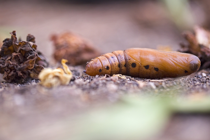 Pupa of a caterpillar of the Oleander Hawk-moth (Daphnis nerii) on the ground this cycle takes around a 120 days Photographed in Israel in September