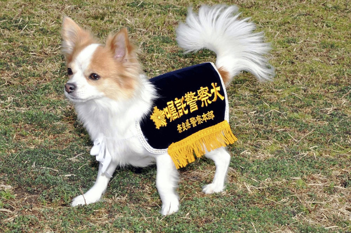 Commissioned police dog  Momo  wears a gown at crime prevention events held by the prefectural police   Sakurai City, Nara, Japan  Izumi    Momo proudly wearing her gown in Sakurai City, Nara Prefecture, Japan, February 19, 2011  photo taken on February 19, 2011    Published in the February 20, 2011 morning edition of the society section of the Asahi Shimbun