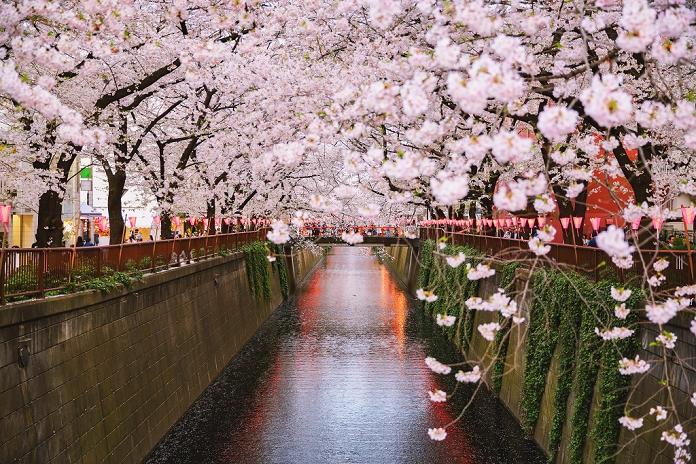 Meguro River and rows of cherry trees, Tokyo