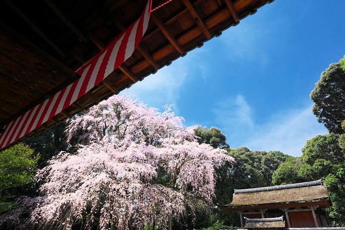 Weeping Cherry Blossoms at Daigoji Temple, Kyoto Prefecture