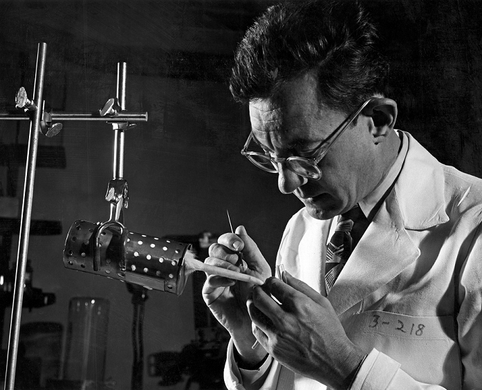 Julius Axelrod  October 11, 1954  Julius Axelrod  1912 2004 , US biochemist, with a laboratory rat. He is taking blood samples from the tail of the rat during a study into the way the drug hexobarbitol is metabolised. Axelrod won the 1970 Nobel Prize for Physiology or Medicine for his work on neurotransmitters, the chemical messengers that link nerve cells in the brain. He was born in New York in 1912, and spent much of his early adulthood working as a food technician. In 1955 he dropped out to take a PhD, and went on to become chief of pharmacology at the National Institute of Mental Health. His discoveries about brain chemistry helped to shed light on the causes of mental illnesses like Parkinson s disease.  Photographed on 11 October 1954.