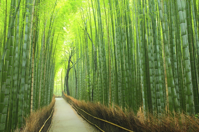 Morning bamboo grove path, Kyoto