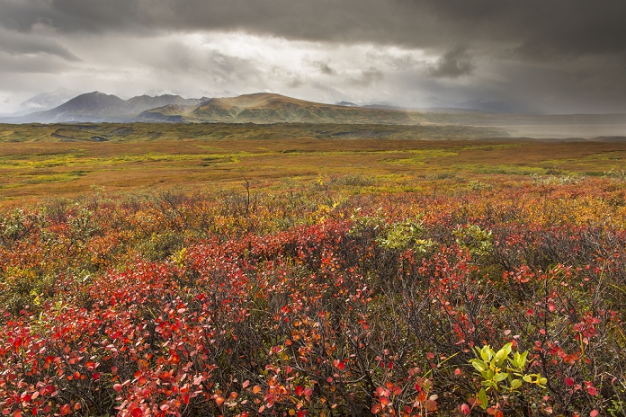 A storm passes over fall colors and the mounatins of the Alaska Range in Denali National Park & Preserve, Alaska.