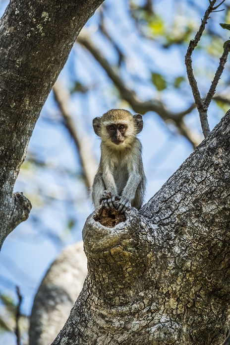 velvet monkey  Cercopithecus cephus  Baby vervet monkey  Chlorocebus pygerythrus  holding branch facing camera  Botswana