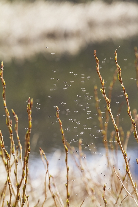 A hoard of mosquitos swarm around the edge of Potter Marsh, near Anchorage; Alaska, United States of America