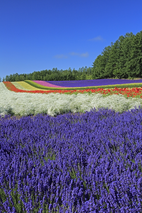 Hokkaido Farm Tomita, Field of Colors, Lavender
