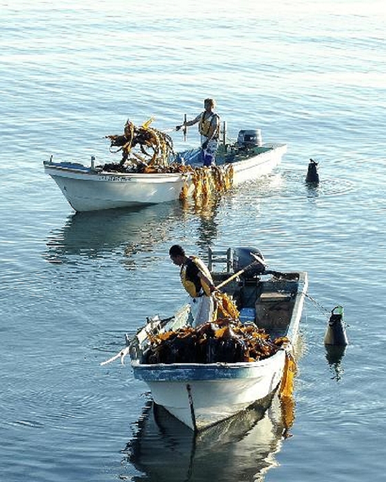 kelp fishing The first day of kelp fishing in Wakkanai City, where the rock boats were soon filled with kelp  5:26 a.m., September 9, in Wakkanai City .