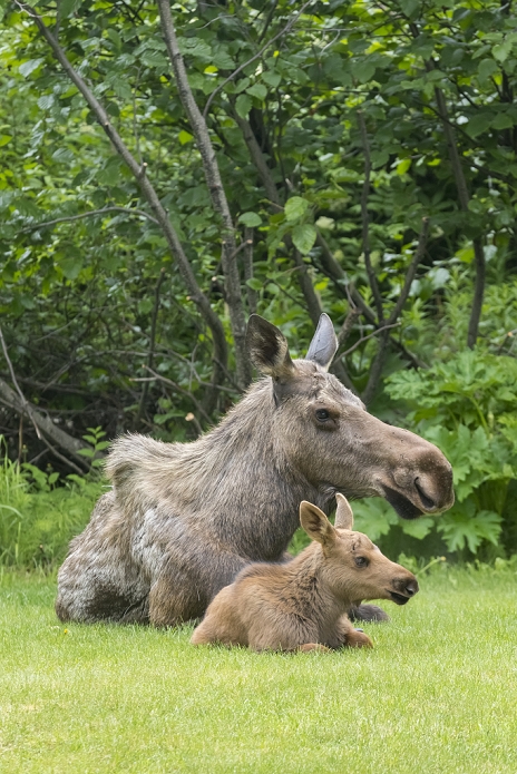 Cow moose and her calf in a backyard on the Anchorage hillside, Southcentral Alaska, USA , Photo by Doug Lindstrand