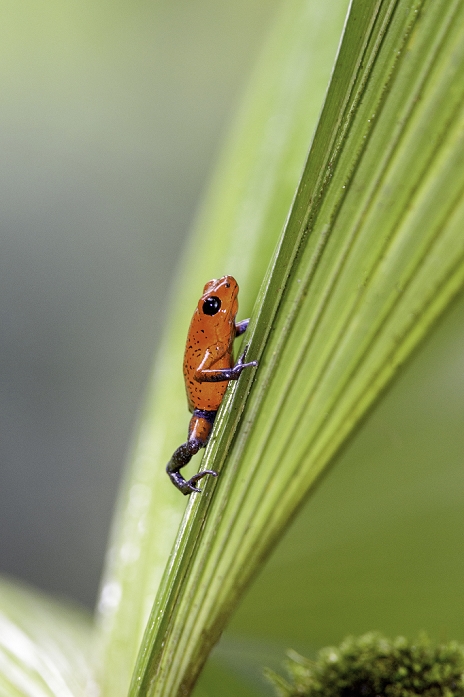 Strawberry poison dart frog on a green palm leaf
