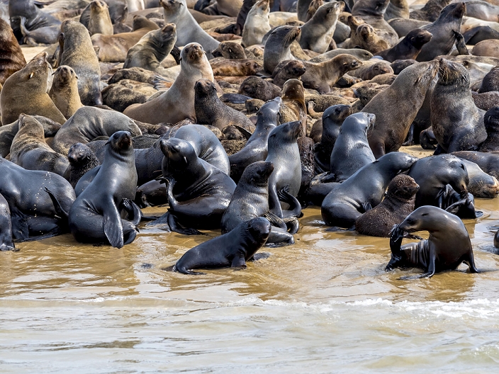 Brown fur seals (Arctocephalus pusillus), colony on sandbank, Walvis Bay City, Erongo Region, Namibia, Africa