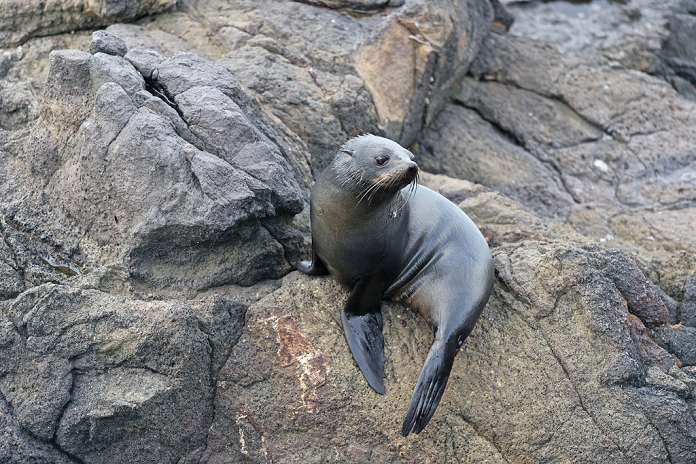 Southern fur seal (Arctocephalus forsteri) on a rock, pup, Otago Peninsula, Dunedin, South Island, Otago, New Zealand, Oceania