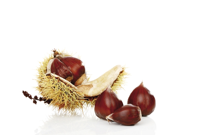 Chestnuts (Castanea)