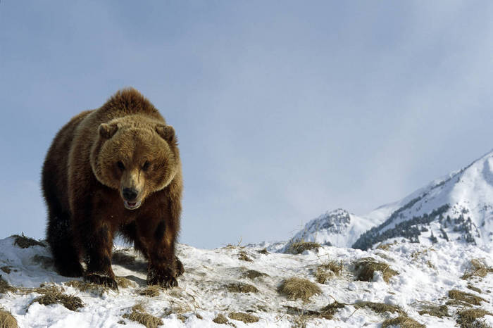 grizzly bear  Ursus arctos horribilis  Adult Brown Bear Standing in Snow SC AK Captive Fall nBig Game Alaska