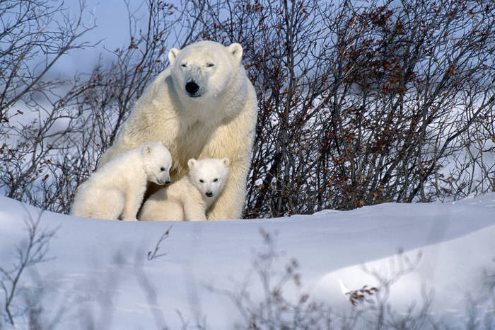 polar bear  Ursus maritimus  Polar Bear Sow   Cubs Resting in Snow Churchill Canada