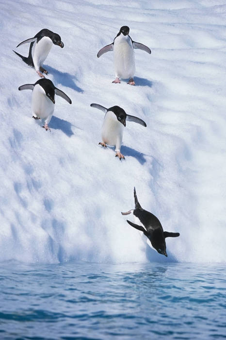 Adelie penguin diving into the sea Scientific name: Pygoscelis adeliae Line of Adelie Penguins walking down iceberg to dive off into water South Atlantic Antarctica Summer