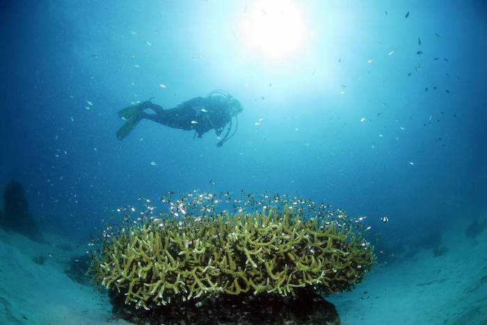 GNF00769 Philippines, Dalmakya Island, scuba diver in coral reef, underwater view