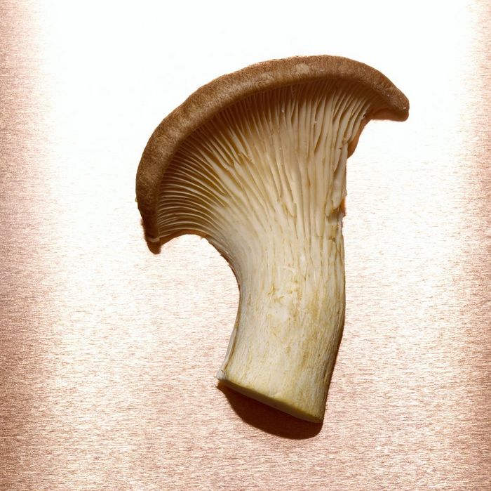 CHKF00488 King trumpet mushroom, elevated view