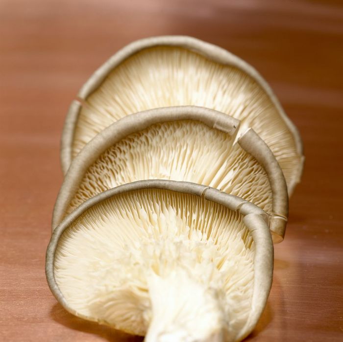 CHKF00446 King trumpet mushrooms, close up